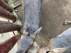-呀路古热带植物园