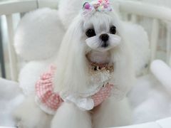 -鑫艺宠物美容培训学校