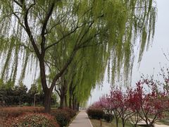 -洨河生态公园