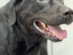 -瑞鹏宠物医院·超声·骨科·奇麟分院(蜀都万达店)