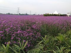 -紫颐香薰山谷景区