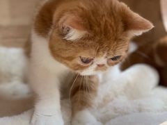 -猪盟咖啡店(玖洲道店)