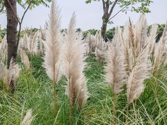 -嘉北郊野公园