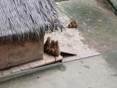 -呀诺达热带雨林