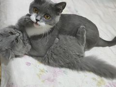-嘉馨宠物医院·CT影像转诊·心脏科·犬猫全科诊疗中心(下沙大学城院区)