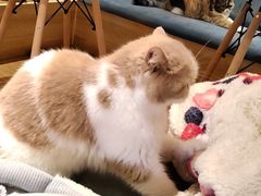 -滚猫咖啡·猫咖·猫友好撸猫(未来城店)