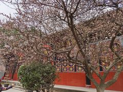 -青羊宫