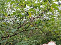 -白水寺森林公园