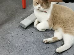 -伟伟宠物医院·CT影像中心·瑞派犬猫综合性门诊(汉口总院)