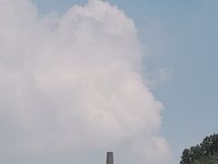 -塔尔寺-菩提树