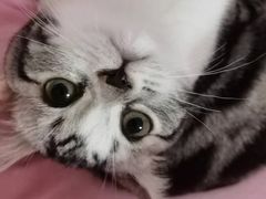 -lincat·猫舍(广州店)