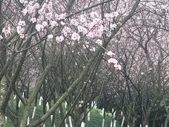 -龙头寺公园