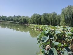 -洛阳市隋唐城遗址植物园