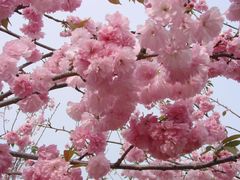 樱花-天适樱花悠乐园