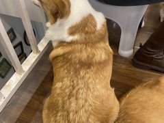 -柯斗斗主题餐厅·狗咖·围炉煮茶·茶饮(国瑞升平里店)