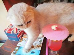 -名猫咖啡馆·撸猫·拼豆