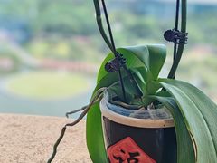 -安乐茶饭·手工素菜·高空景观餐厅(千灯湖店)