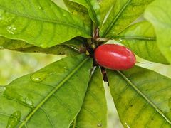 -广州神农草堂中医药博物馆