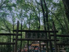 -大奇山国家森林公园