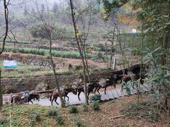 -藏龙百瀑风景区