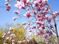 -中央公园(苏州工业园区)
