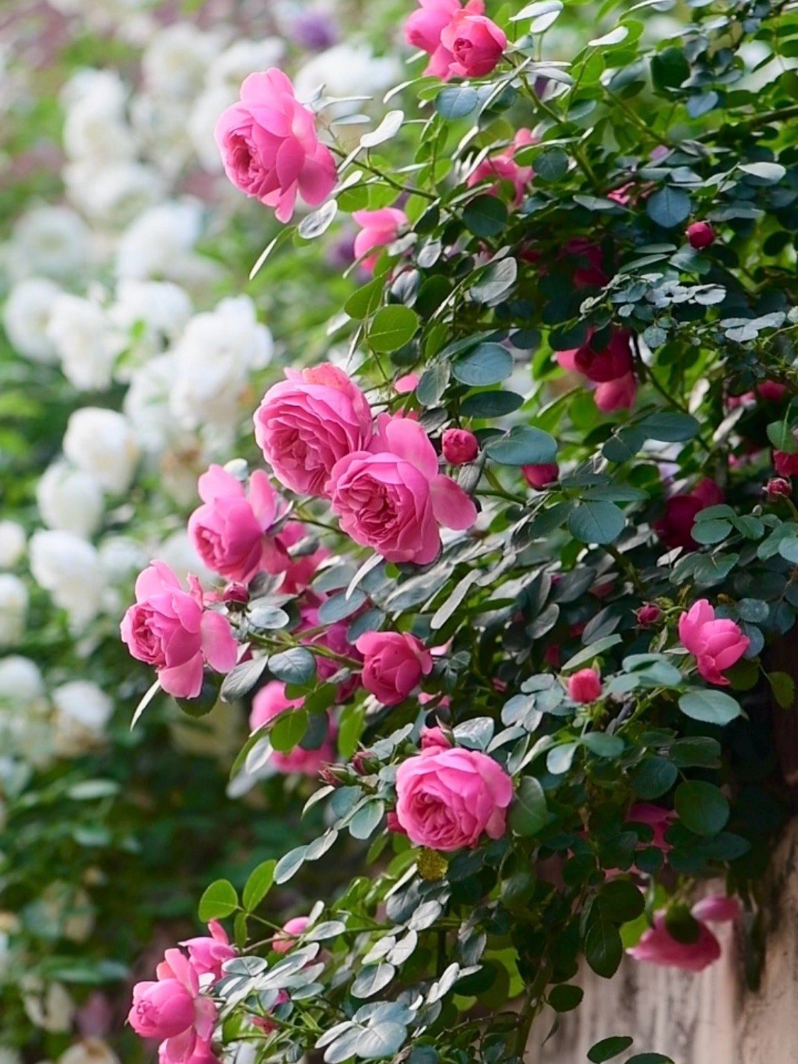 植物园最美的花儿