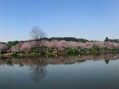 场地-东湖磨山景区樱花园-停车场