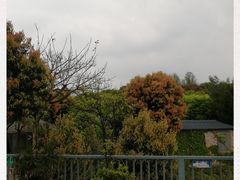 -铁山坪森林公园