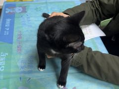 -瑞鹏宠物医院·眼科·皮肤·中兽医(大悦城分院)