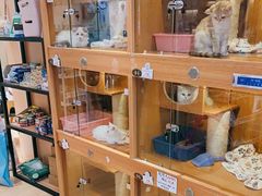 -Pets First伊珊娜洗护·精致美容·家庭式寄养(新会路店)