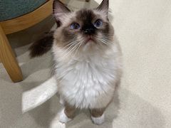 -藏猫猫咖啡主题馆(中央大道店)