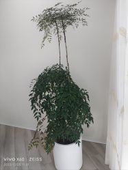 -HEYAN荷妍专业脱毛连锁机构