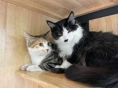 -乖乖宠物医院·猫科·急重症中心(车站北路分院)