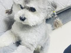 -宠福鑫康馨动物医院·骨科·眼科