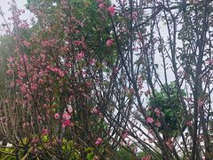 -天适樱花悠乐园