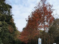 -广州市石门国家森林公园