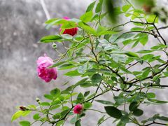 -艺圃