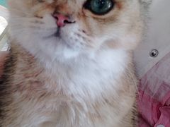 -飞行喵MR PILOT|猫舍·猫咖(静安大融城店)