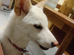 -柴务处·柴犬主题狗咖