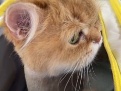 -喵百万·布偶·蓝金金渐层英短·猫舍(百子湾店)