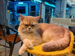 -大型宠物商超·宠海王国·宠物猫狗活体·用品·美容(新世界百货重庆店)