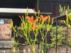 -鹿亭中村