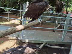 -西霞口神雕山野生动物世界