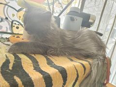 -平行世界·猫咖(首经贸店)