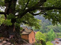 -杨家堂村
