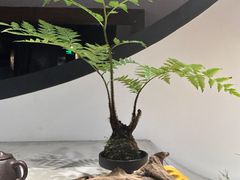 -青藤茶馆(南山路店)