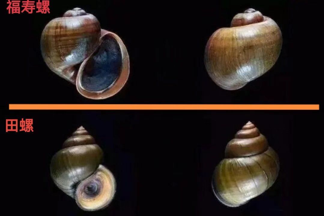 02猫眼螺:
含有蛋白质,脂肪,矿物