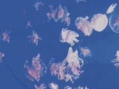 -芜湖新华联大白鲸海洋公园