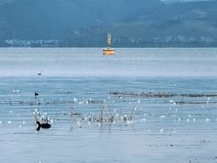 -洱海月湿地公园