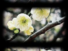 -上海植物园-4号门售票处
